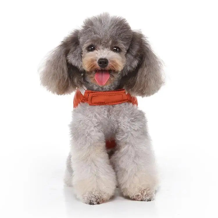 Football Dog costume