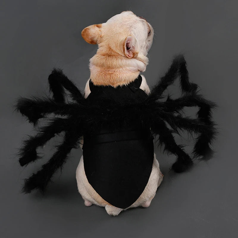 Spider Costume  Dog / Cat