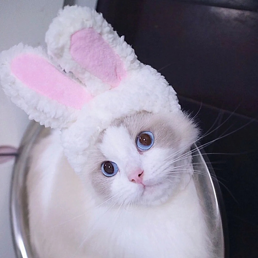 Bunny Ears For Cat