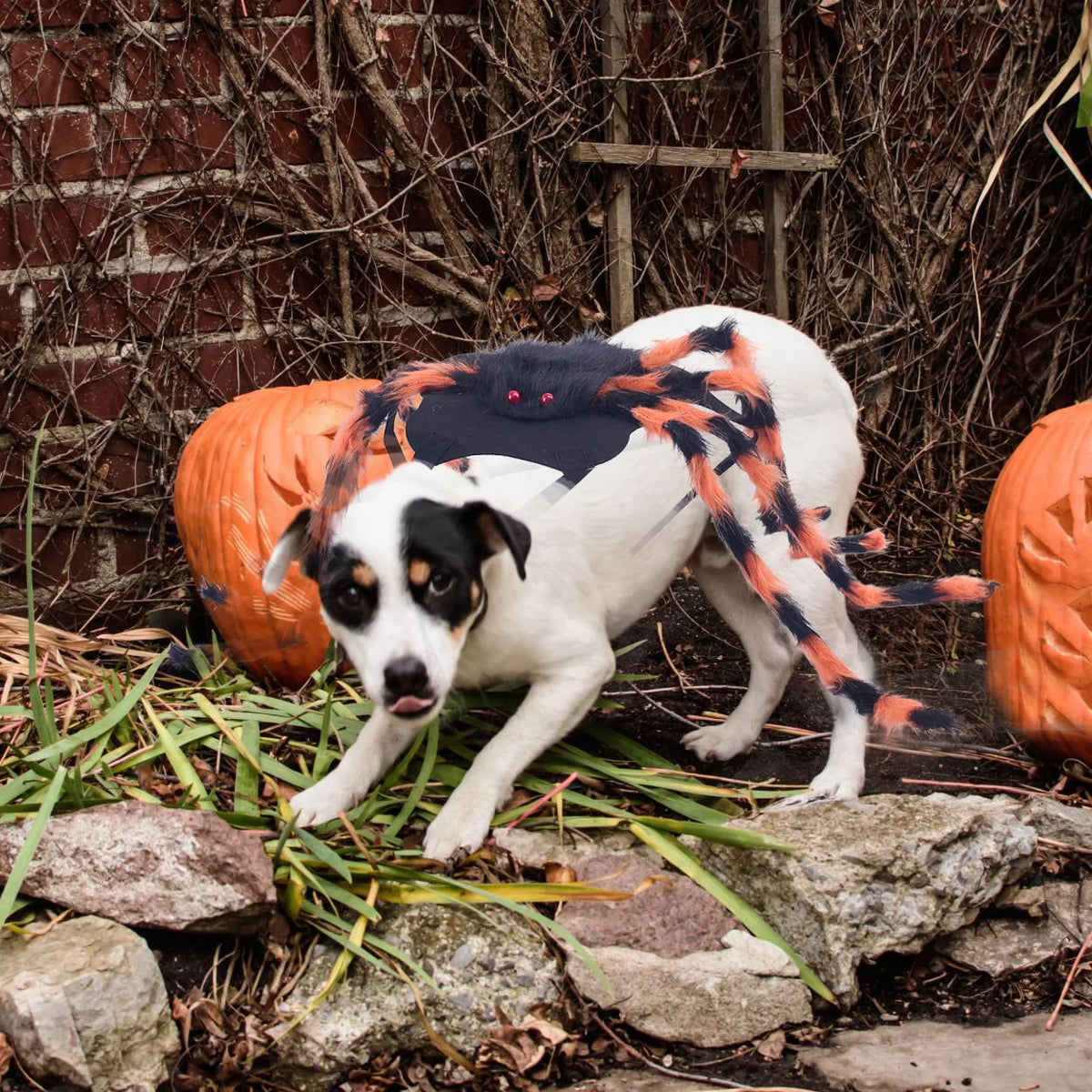Halloween pet spider costume hot item Halloween dog transformation costume spider decoration costume Festive Paws