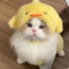 Duck/ Baby Chick Hat for Cats