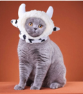 Cow Style Hat For Cat - Style 16 Festive Paws