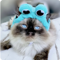 Frog Style Hat For Cat - Style 9 Festive Paws