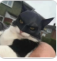 Cat Mask Bat / Clown Mask Accessory Festive Paws