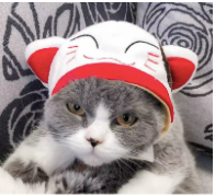 Anime Cat Hat - Cat Festive Paws