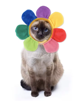Cat hat- Rainbow Flower Festive Paws