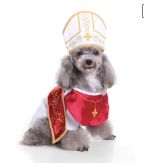 Pop dog halloween. costume Festive Paws