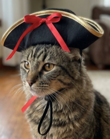 Pirate Pet hat Festive Paws